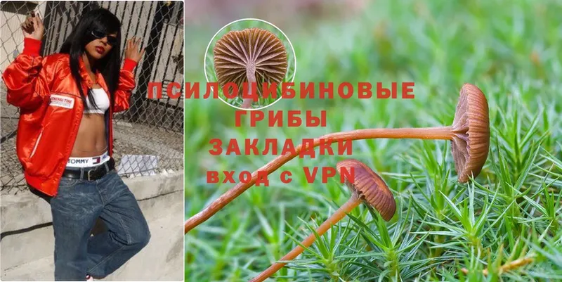 маркетплейс какой сайт  Нелидово  Псилоцибиновые грибы Psilocybine cubensis  где купить наркоту 